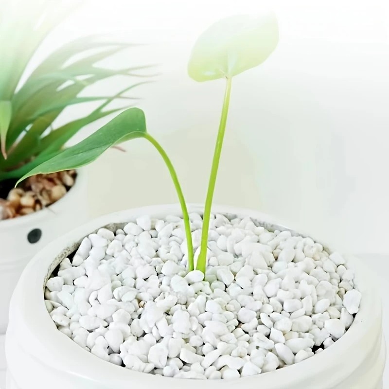 Pet Beds - 1L wysokiej jakości perlitowa soczysta orchidea