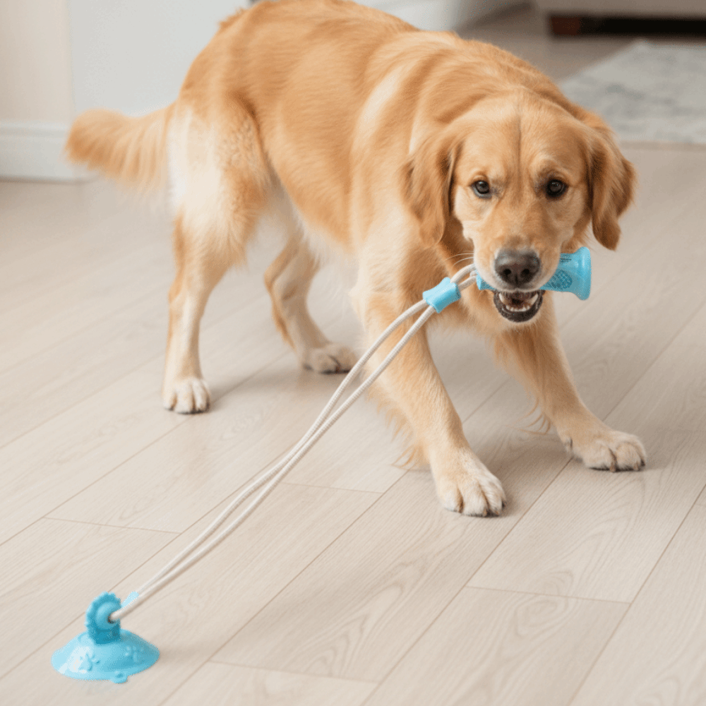 Odporna na ugryzienia zabawka  – Suction Cup Dog Tug Toy recenzja i cena