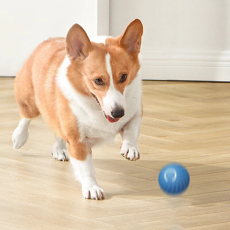 Zabawki dla psów Inteligentna  – Suction Cup Dog Tug Toy recenzja i cena