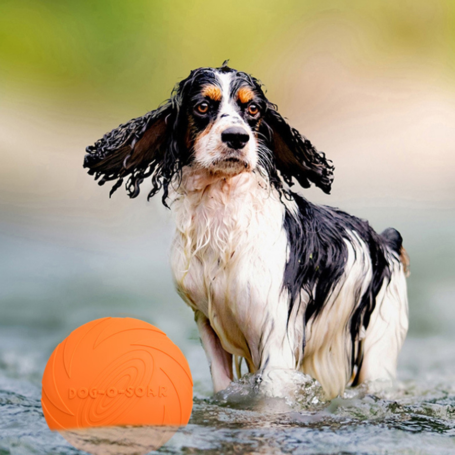 Duży pies, złoty futrzasty pie – Flying Disc Dog Training Toy recenzja i cena